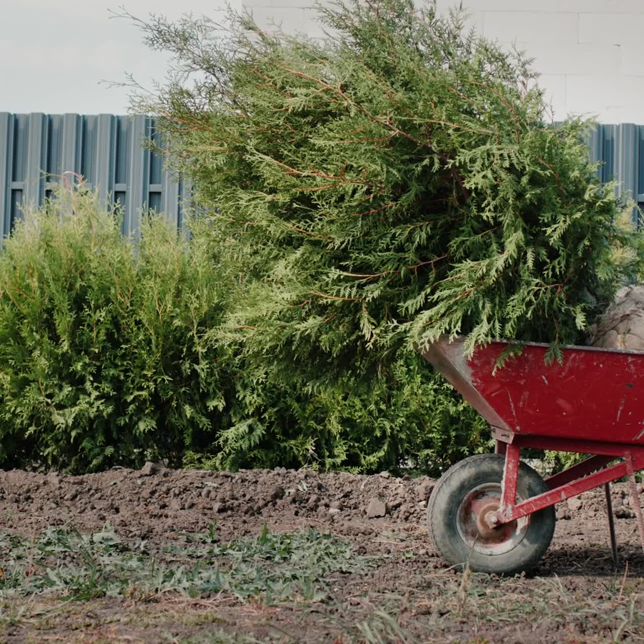 Ein Wagen mit Setzlingen nahe einem Zaun und einer Hecke