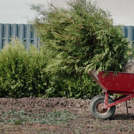 a trolley with saplings near a fence and hedge