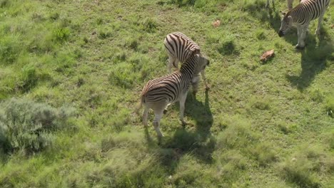 Drohnen-Luftaufnahmen-Von-Jungen-Zebras,-Die-Auf-Afrikanischen-Grasebenen-Miteinander-Kämpfen