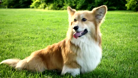 sitting corgi fluffy