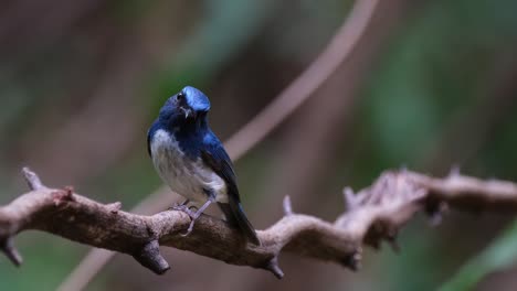 Cabeza-Inclinada-Y-Luego-Mira-Hacia-La-Izquierda-Mientras-La-Cámara-Se-Aleja-Deslizándose-Hacia-La-Izquierda,-Papamoscas-Azul-De-Hainan-Cyornis-Hainanus-Tailandia