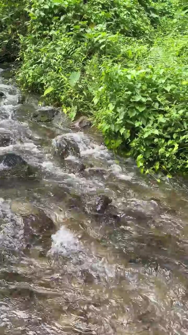 Agua cristalina fluyendo sobre rocas en un frondoso bosque verde