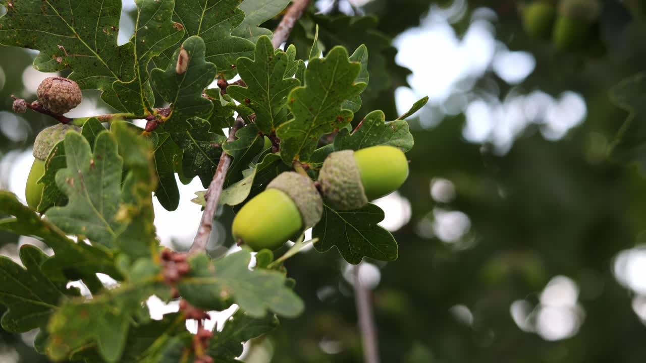 Orange acorn on an oak tree branch in a forest