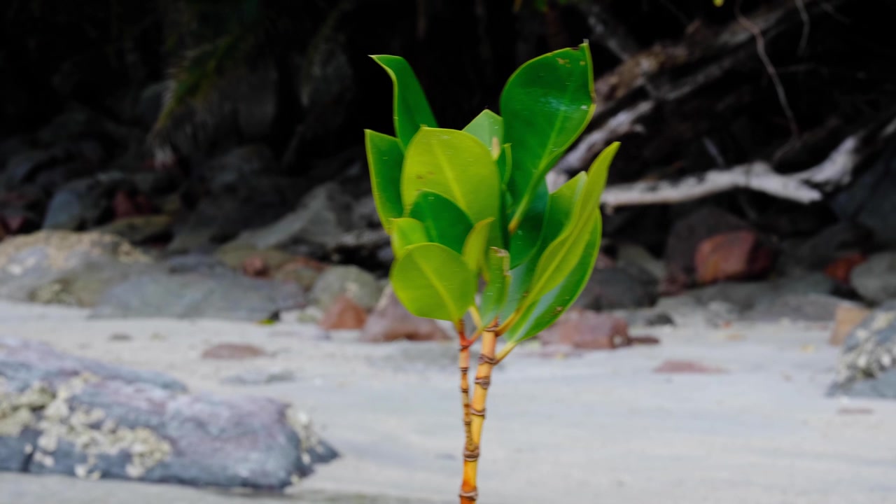 Closeup of single mangrove plant with green leafs in coastal environment of tropical island in Fiji, South Pacific
