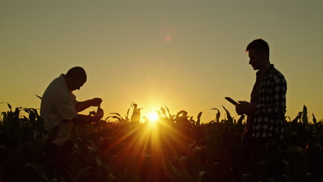 farmers inspecting corn field at sunset