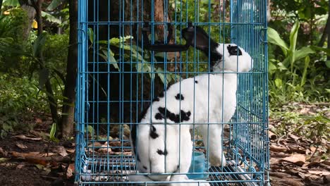 rabbit in a blue iron cage