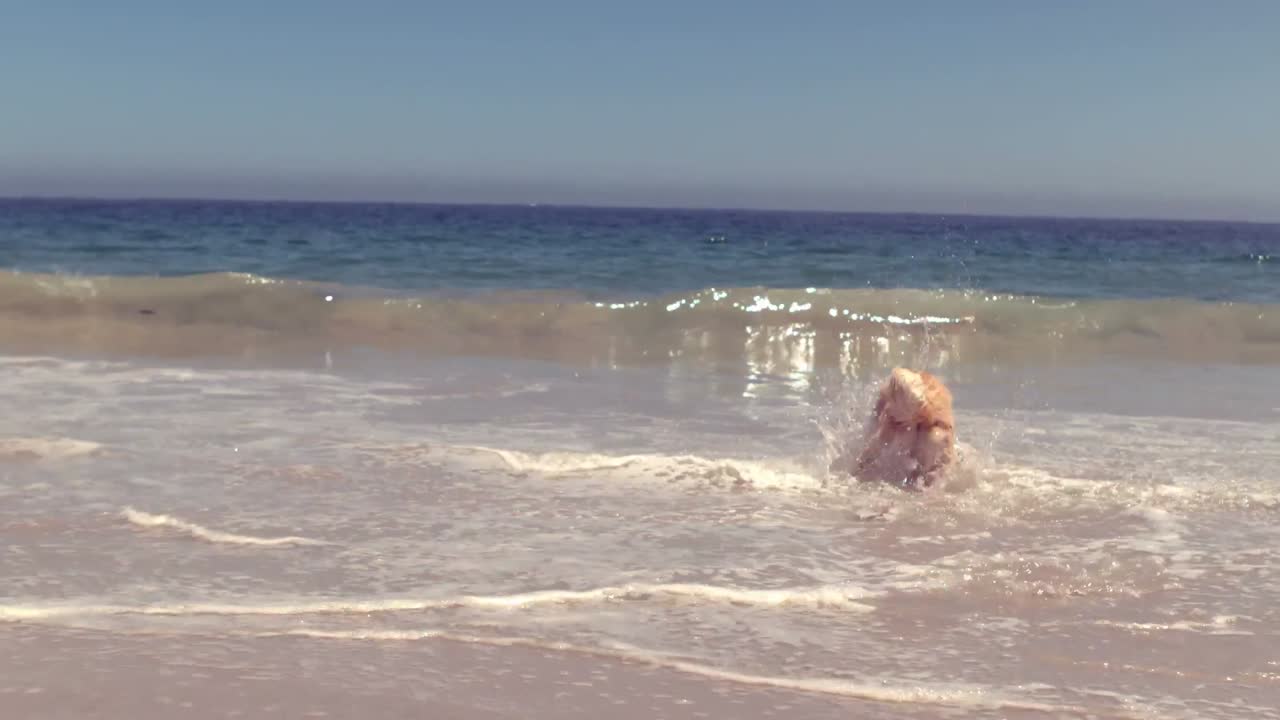 공을 가지고 놀고 있는 재미있는 개