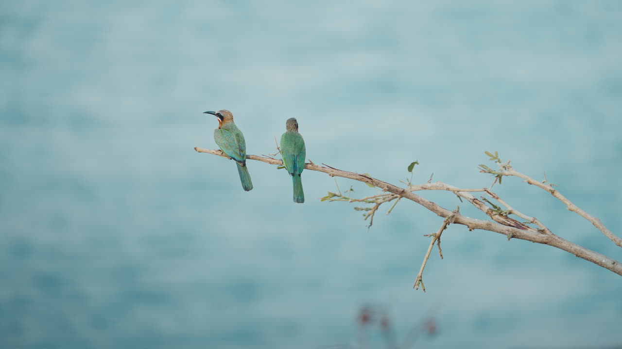 Two bee eater birds perched on a branch with the river in the background, telephoto