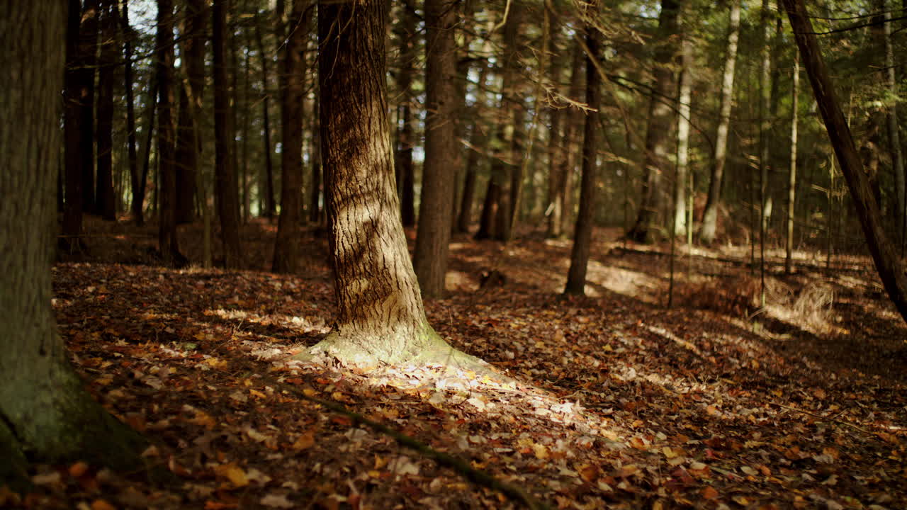 Il sole del mattino che filtra nella foresta colpisce la superficie dell'albero