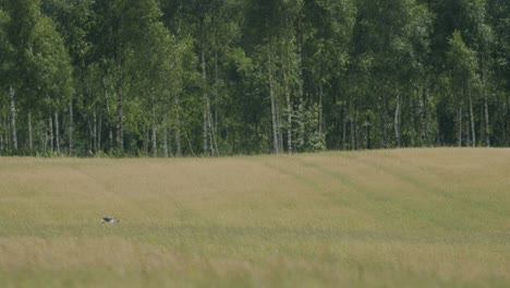 marsh harrier in flight over fields and bushes hunting pray