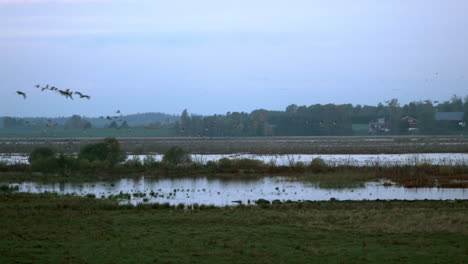 geese taking of early morning birds of passage