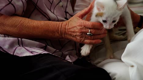 senior women stroking kitten on armchair at retirement home 4k