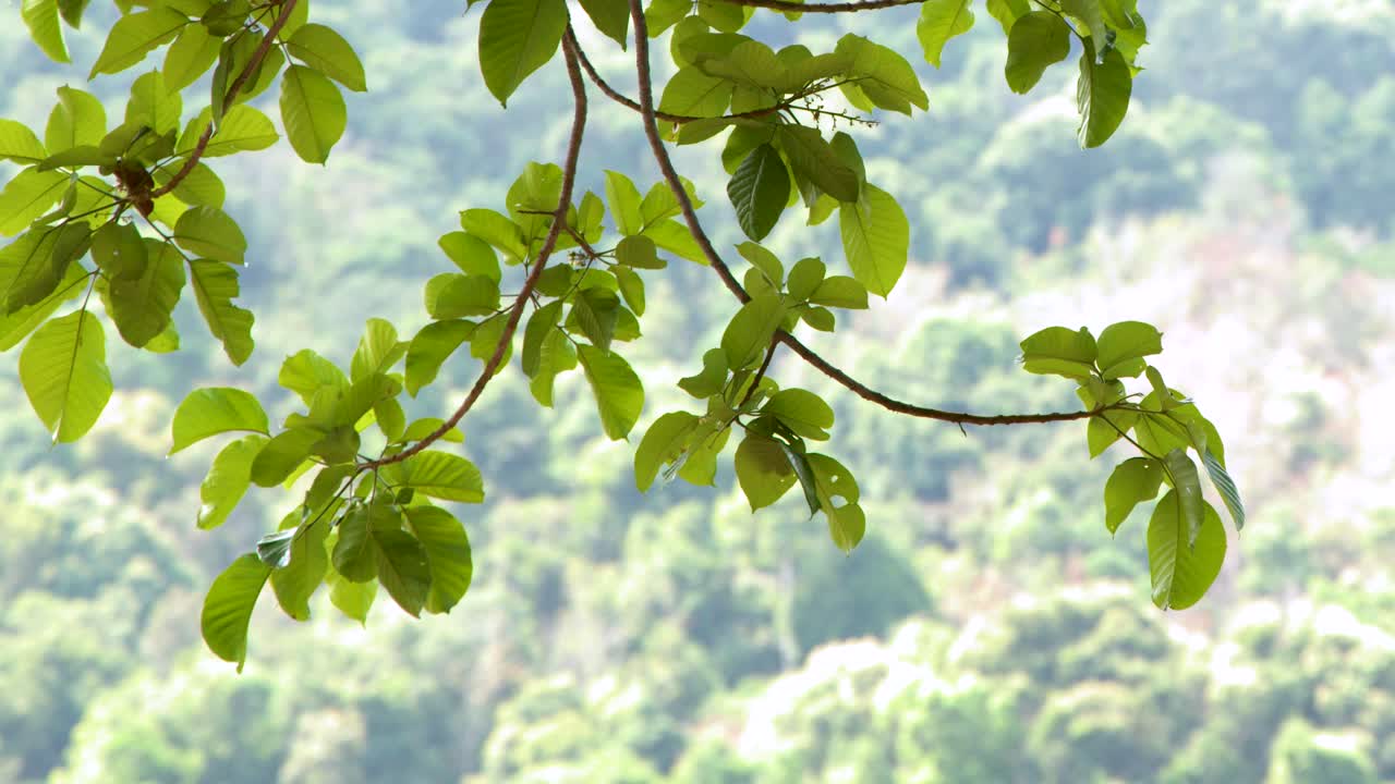 ぼかした熱帯の山林を背景に、枝の鮮やかな緑の葉が優しく揺れています。