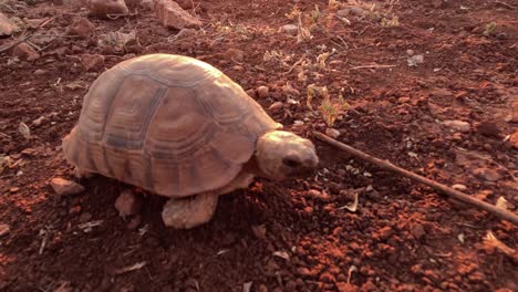 Bezaubernde-Schildkröte-Beim-Spaziergang-In-Der-Natur:-Fesselnde-Nahaufnahme-Einer-Wunderschönen-Wilden-Schildkröte,-Die-Ein-Langsames-Leben-In-Ihrem-Natürlichen-Lebensraum-Genießt