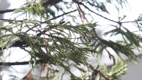 Día-Soleado-Lluvia-Cayendo-Sobre-Un-árbol-De-Araucaria-En-La-Ciudad-De-México,-Méjico,-Ducha-Solar