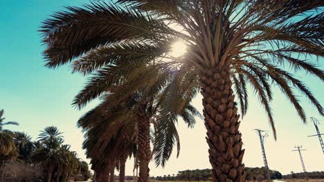 plantación de palmeras deglet nour en la región de biskra, argelia