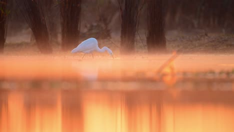 Der-Wunderschöne-Vogel-Silberreiher-Fischt-Am-Morgen-Des-Winters-Am-Seeufer