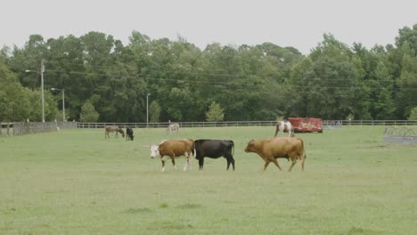 Bull-cow-sniffs-a-female-in-a-farm-pasture---cattle-and-horses-on-a-ranch