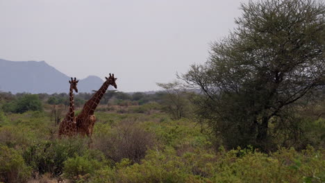 giraffes in a national park of kenya