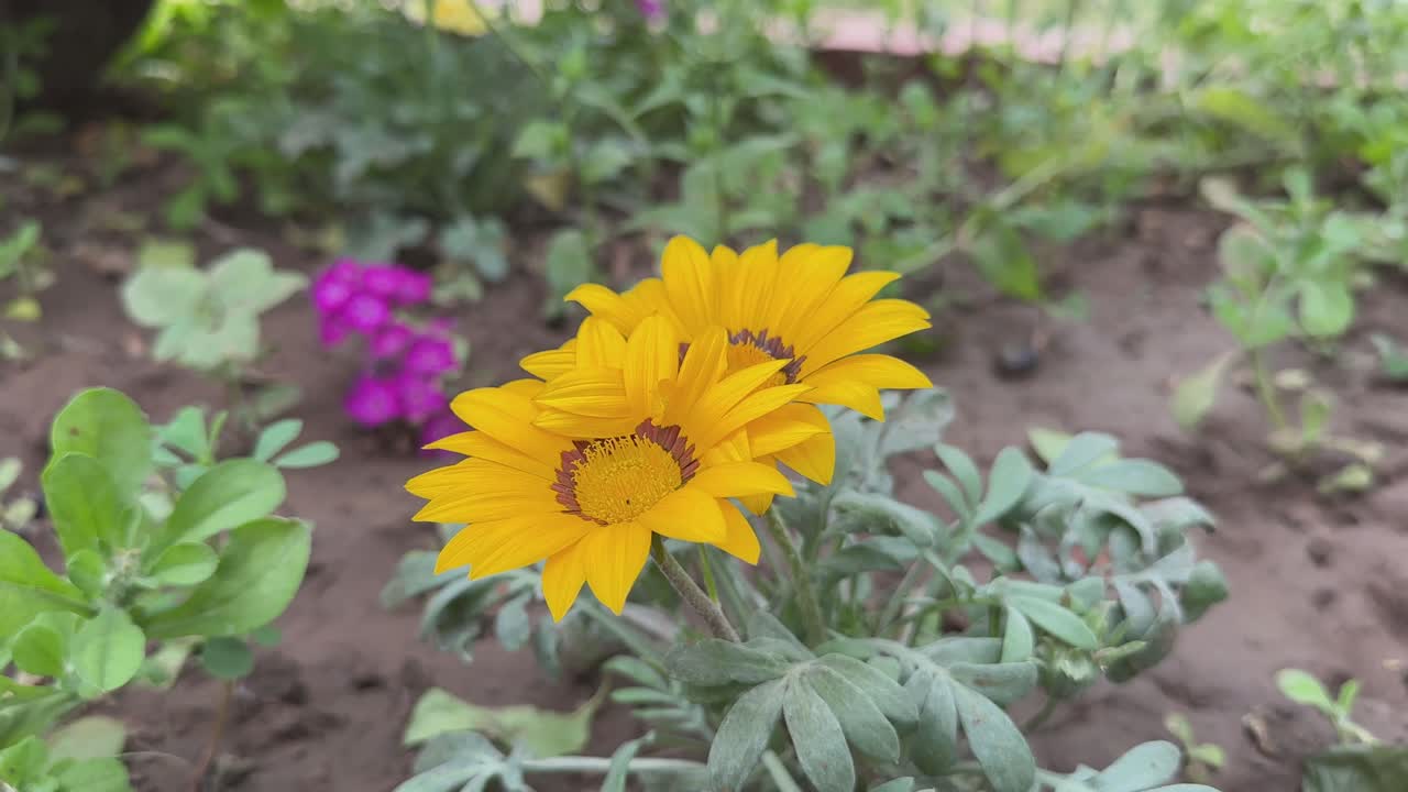Static shot of Beautiful Gazania linearis flower bloom in bright sunny day.