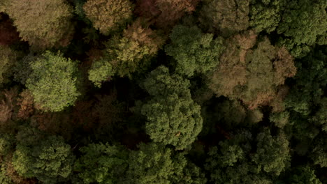 tomada aérea de arriba hacia abajo sobre la transición de los árboles verdes a los naranjos cambio de temporada al otoño
