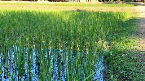 scenic view of rice field and straw house