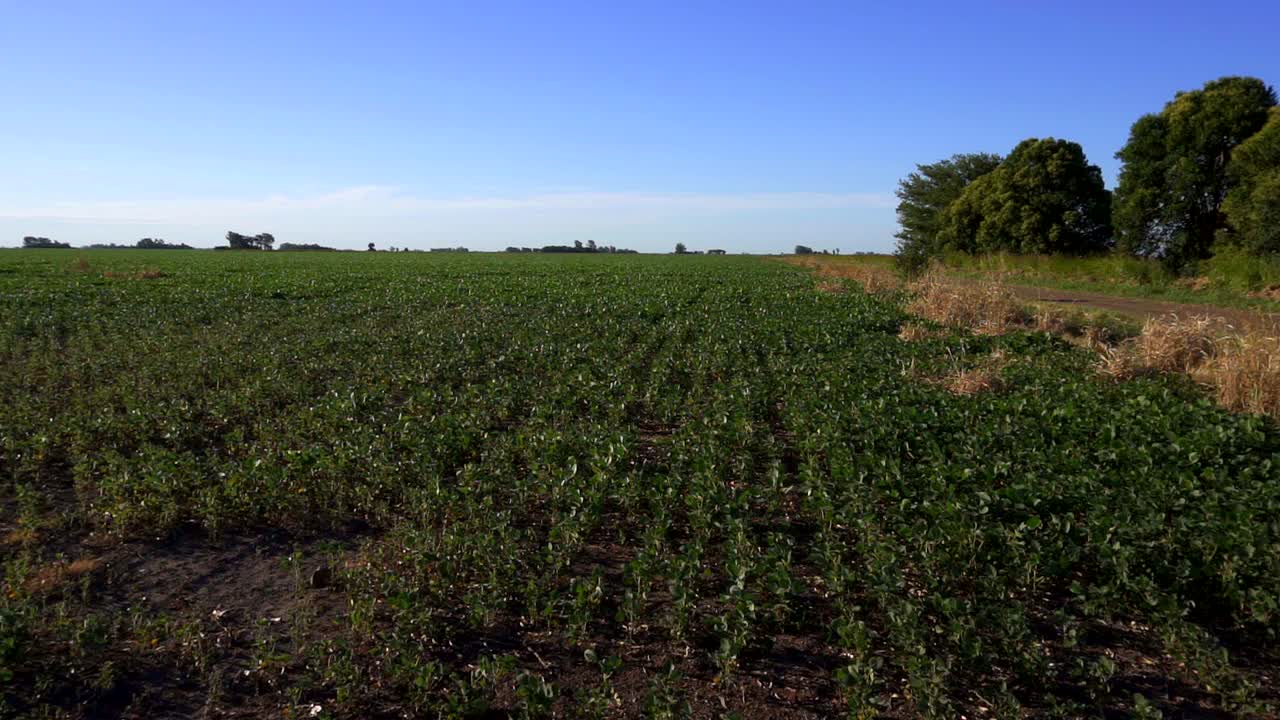 un campo de soja a lo largo de un camino de tierra bajo una luz soleada de la tarde de verano