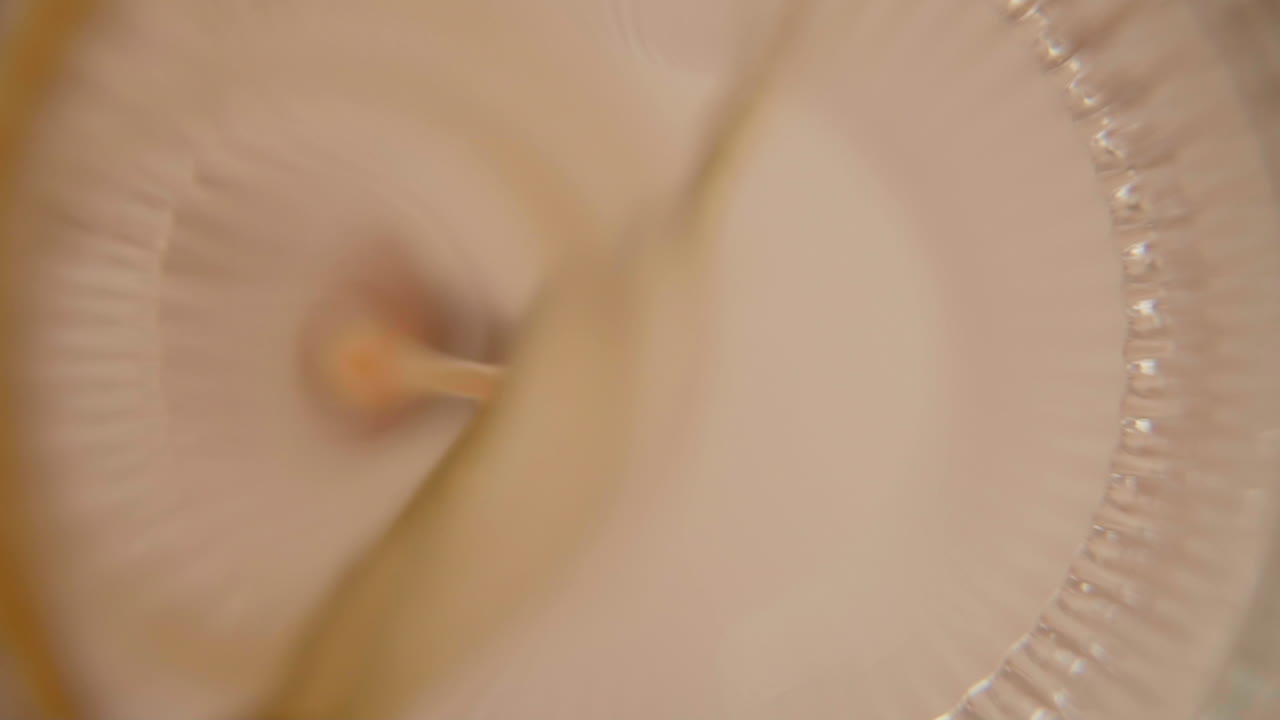 A Orange Cold Pressed Juice getting poured into a drinking glass with a metal straw during Detox Cleanse Slow Motion Looking Up