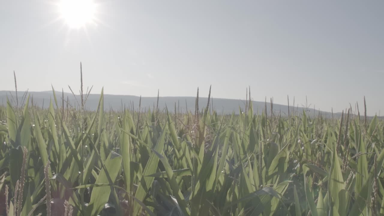 Cornfield in Franconia with Fichtelgebirge in the background - 3 - LOG Footage