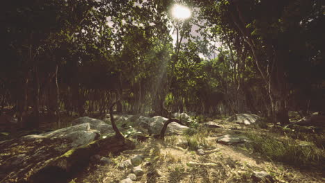 exploring the peaceful serenity of a dense forest filled with lush greenery
