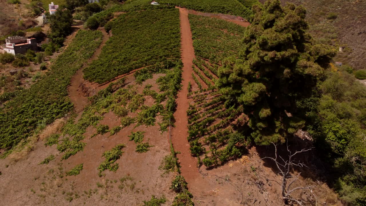 Lush Green Grape Crops Growing In A Vineyard On A Hill Under The Sunlight