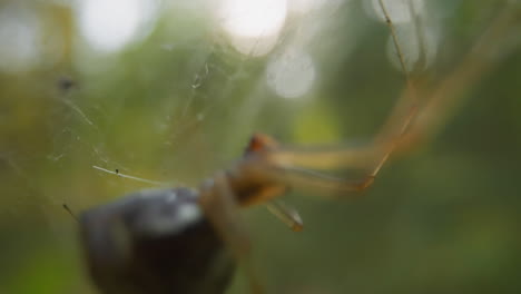 Spider with round fat belly crawls along gentle web in wood