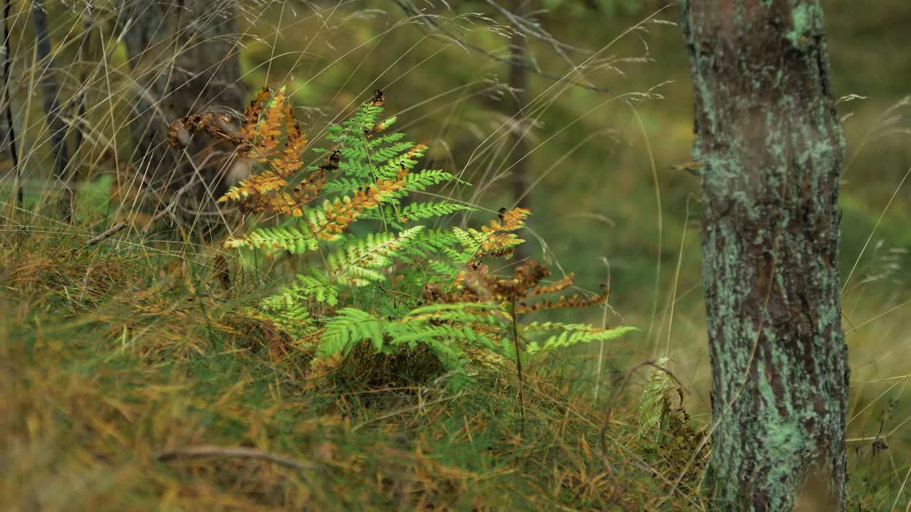 hojas de helecho balanceándose en el viento, bosque de pinos en otoño, concepto de temporada de otoño, profundidad de campo poco profunda, fondo de bosque místico, tiro medio distante
