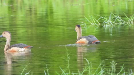 Patos-Silbando-En-El-Lago-Uhd-4k