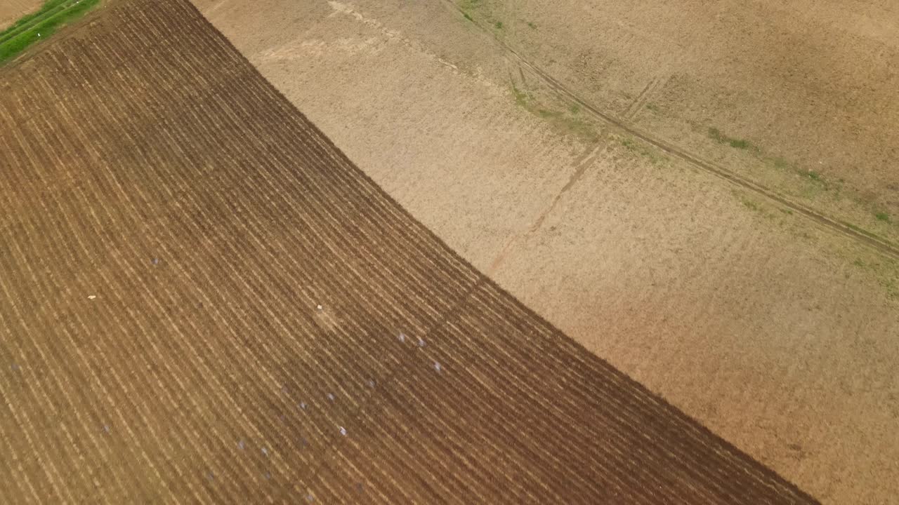imágenes aéreas de una tierra de cultivo que revela pájaros volando debajo y hermosos surcos remolcados que contrastan con la parte en la que no se ha trabajado en muak klek, tailandia