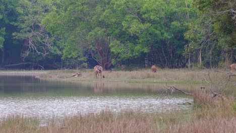 ciervo sambar, rusa unicolor de pie mientras un ave de la selva, gallus, se alimenta de las plagas que viven en el cuerpo del ciervo, santuario de vida silvestre de phu khiao, tailandia