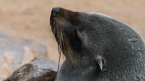 Portrait-Von-Cape-Fur-Seal,-Seitenansicht,-Ein-Ohr-Deutlich-Sichtbar,-Nahaufnahme