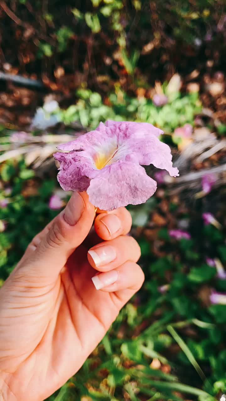 una mano sosteniendo una hermosa flor púrpura