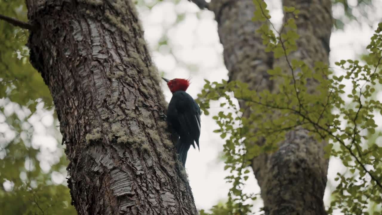 el pájaro carpintero de magallanes subiendo al tronco de un árbol en el parque nacional tierra del fuego, argentina - de cerca