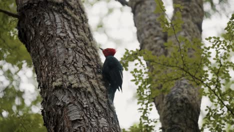 Magellanic-Woodpecker-Climbing-Up-Tree-Trunk-In-Tierra-del-Fuego-National-Park,-Argentina---Close-Up