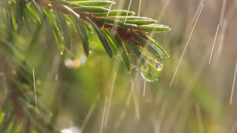 Regen-An-Einem-Sonnigen-Tag.-Nahaufnahme-Von-Regen-Auf-Dem-Hintergrund-Eines-Immergrünen-Fichtenzweigs.