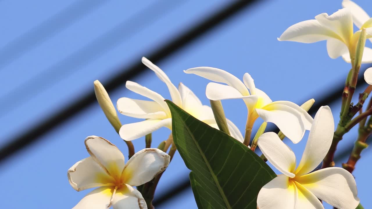 Close-up of white plumeria flowers and green leaves against a clear blue sky.