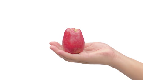 Close-up-shot-of-female-hand-bringing-a-fresh-apple-from-the-bottom-of-the-frame-on-clean-white-background