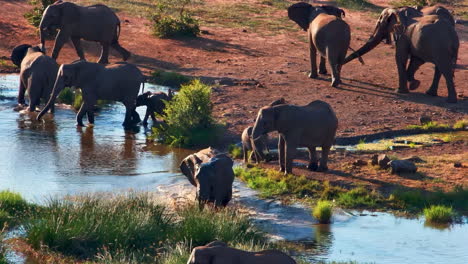 a majestic herd of african elephants gathers at a watering hole at sunset