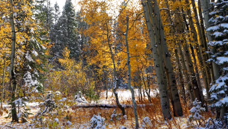 snow melting leaves falling kebler pass colorado cinematic frosted cold morning fall winter season collide first white snow red yellow orange aspen tree forest rocky mountains stunning slow pan