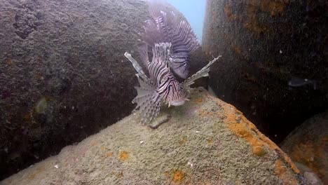 lion fish at junkyard