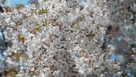 花をかせた桜の木の下の歩道