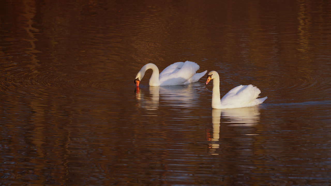 Slow-motion video of swans gracefully mirroring each other in a mating ritual during early spring.