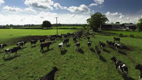 Aerial-drone-shot-of-cows-running-in-a-grass-field-in-Ireland