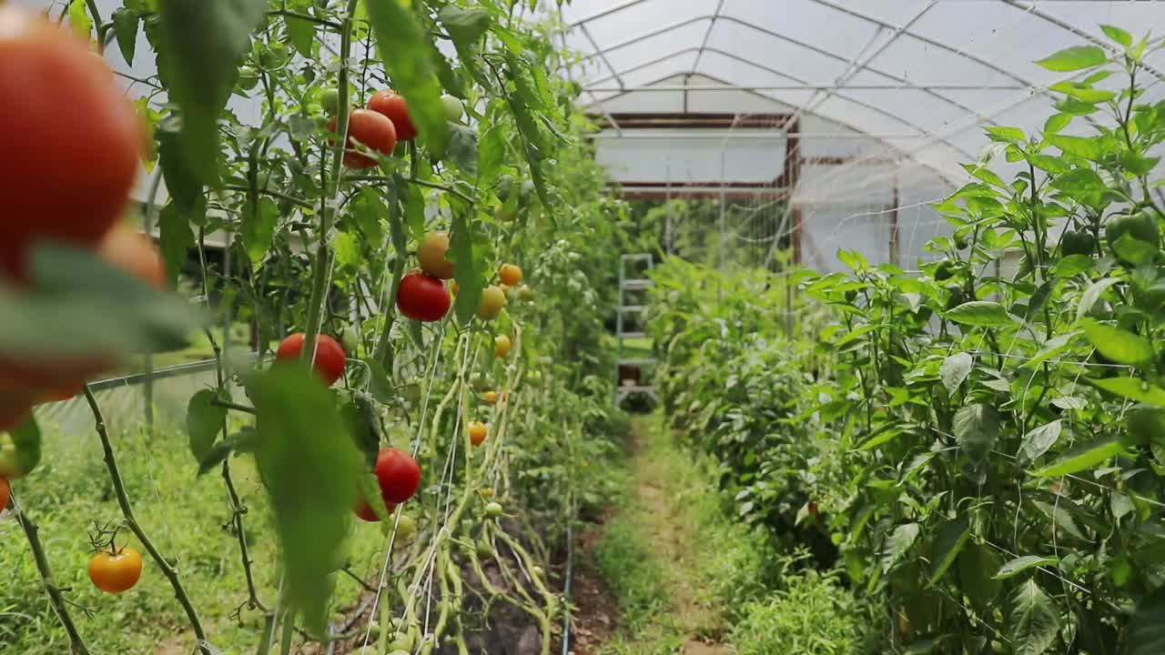Orbiting Around Tomato On Vine In Small Micro Farm Greenhouse - Slow Motion Cinematic Gimbal Shot,